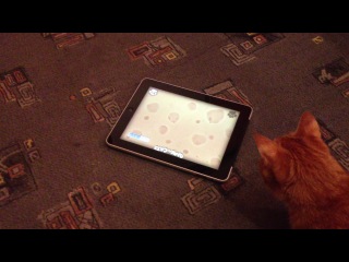 Фокси играет в iPad Фокси играет в iPad
